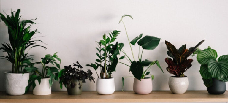 Sustainable House Plants – Eco-Friendly Indoor Gardening